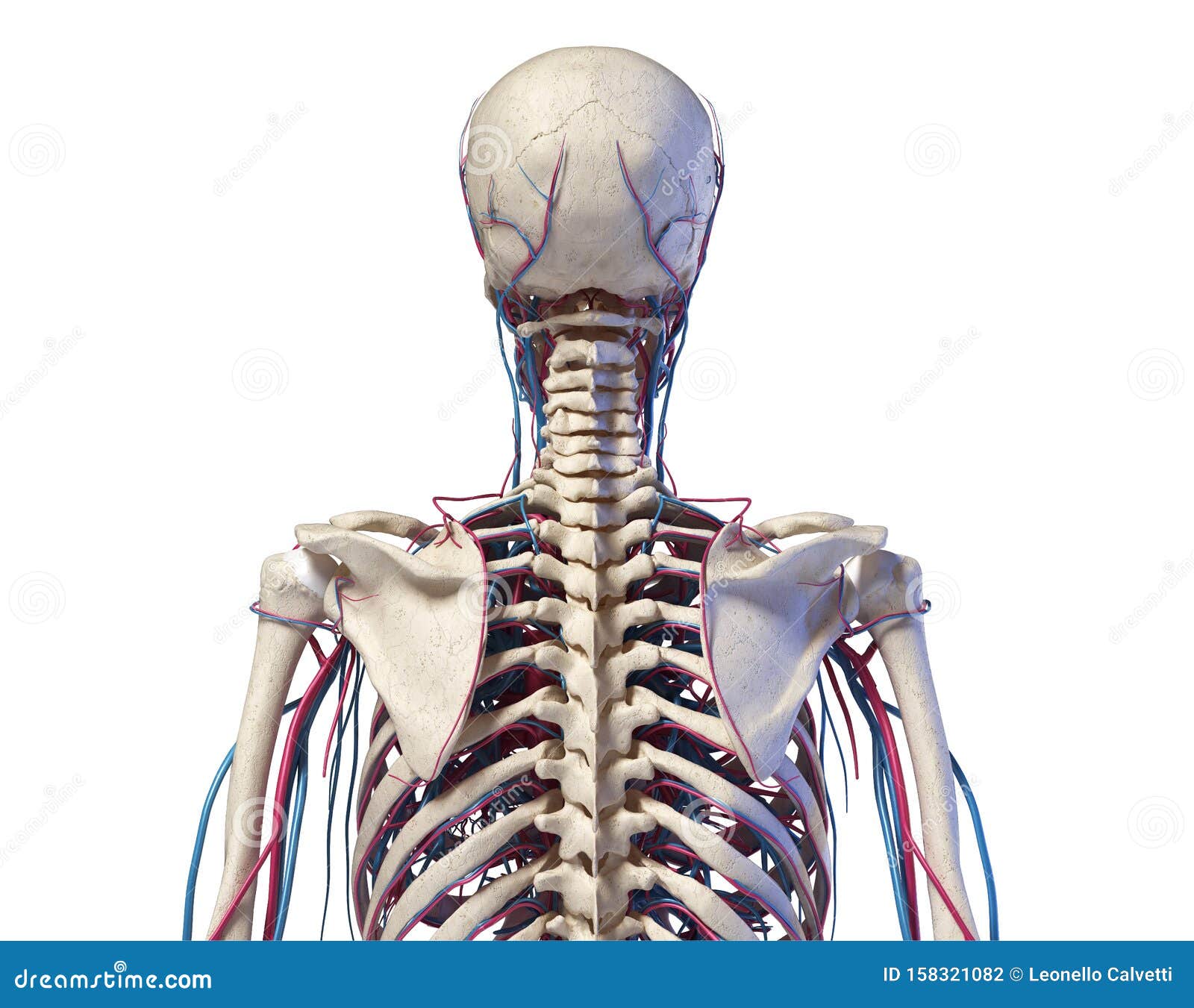 Human Torso Anatomy Skeleton With Veins And Arteries Back View Stock