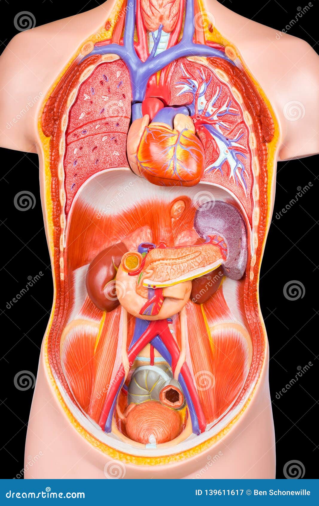 Human Torso Model With Internal Organs On Black Background ...