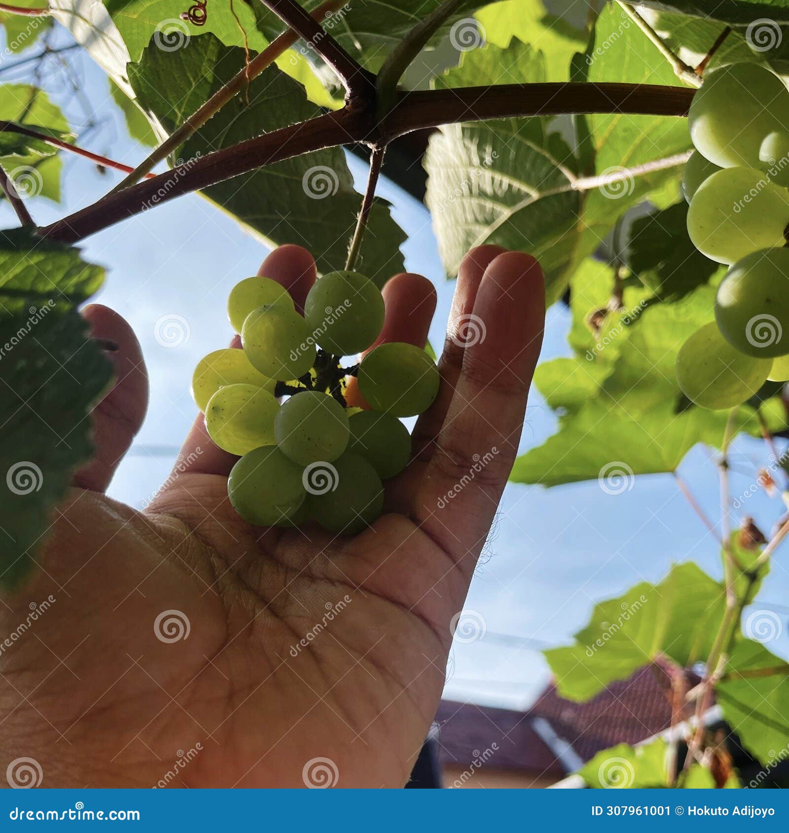 human touching green grape with morning light