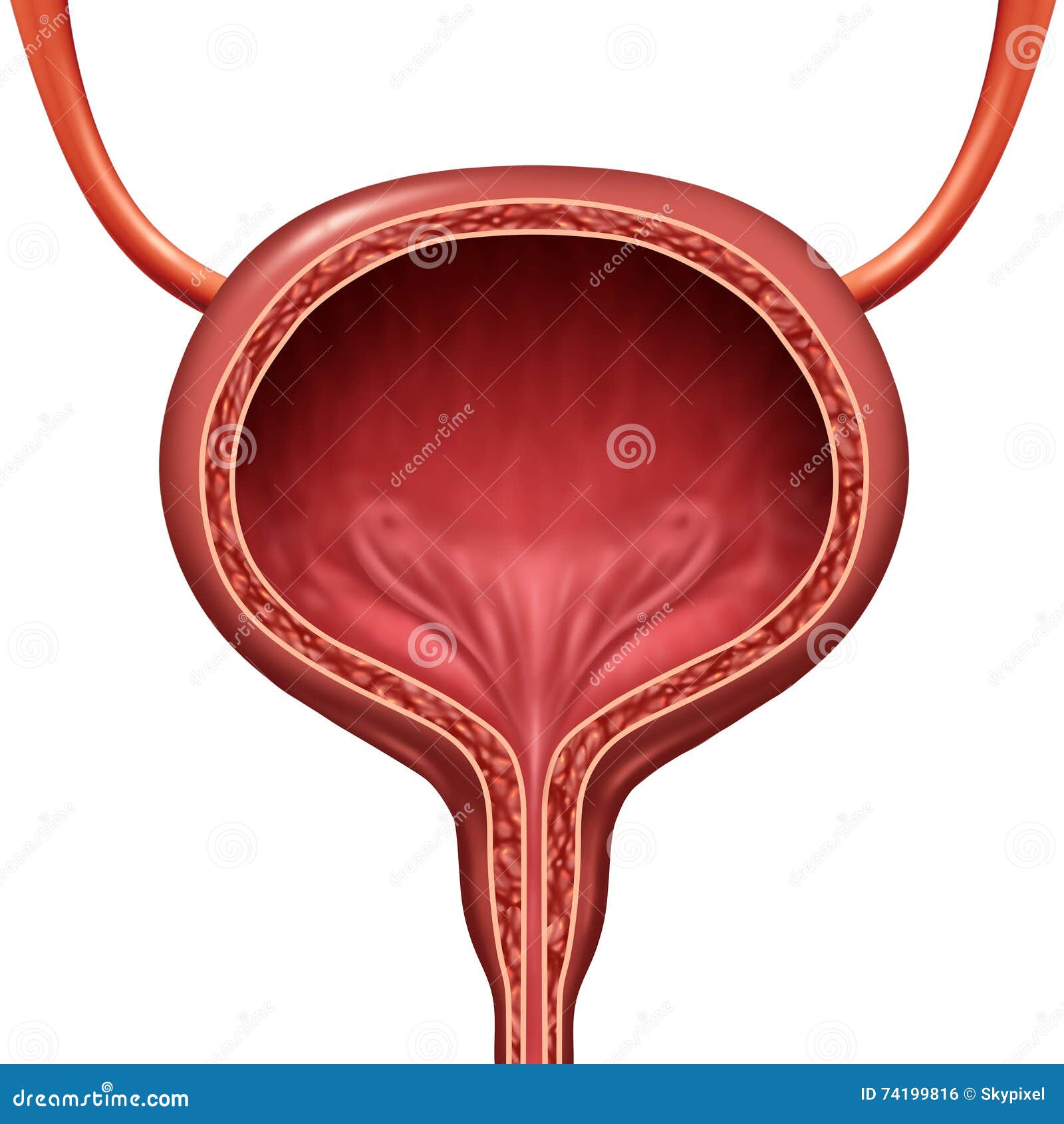 Human Urinary System Labelled Diagram Cartoon Vector | CartoonDealer