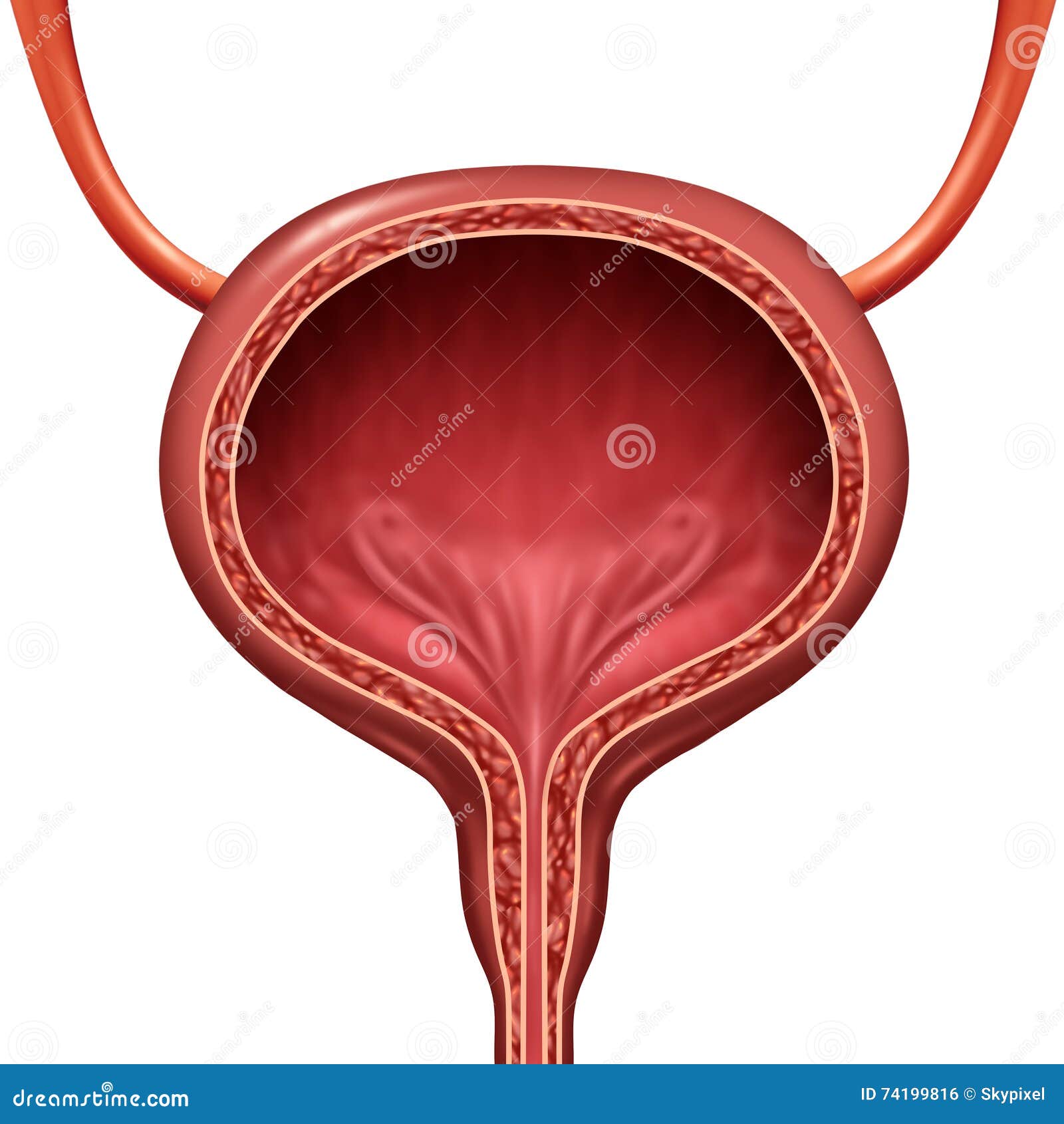 human urinary bladder