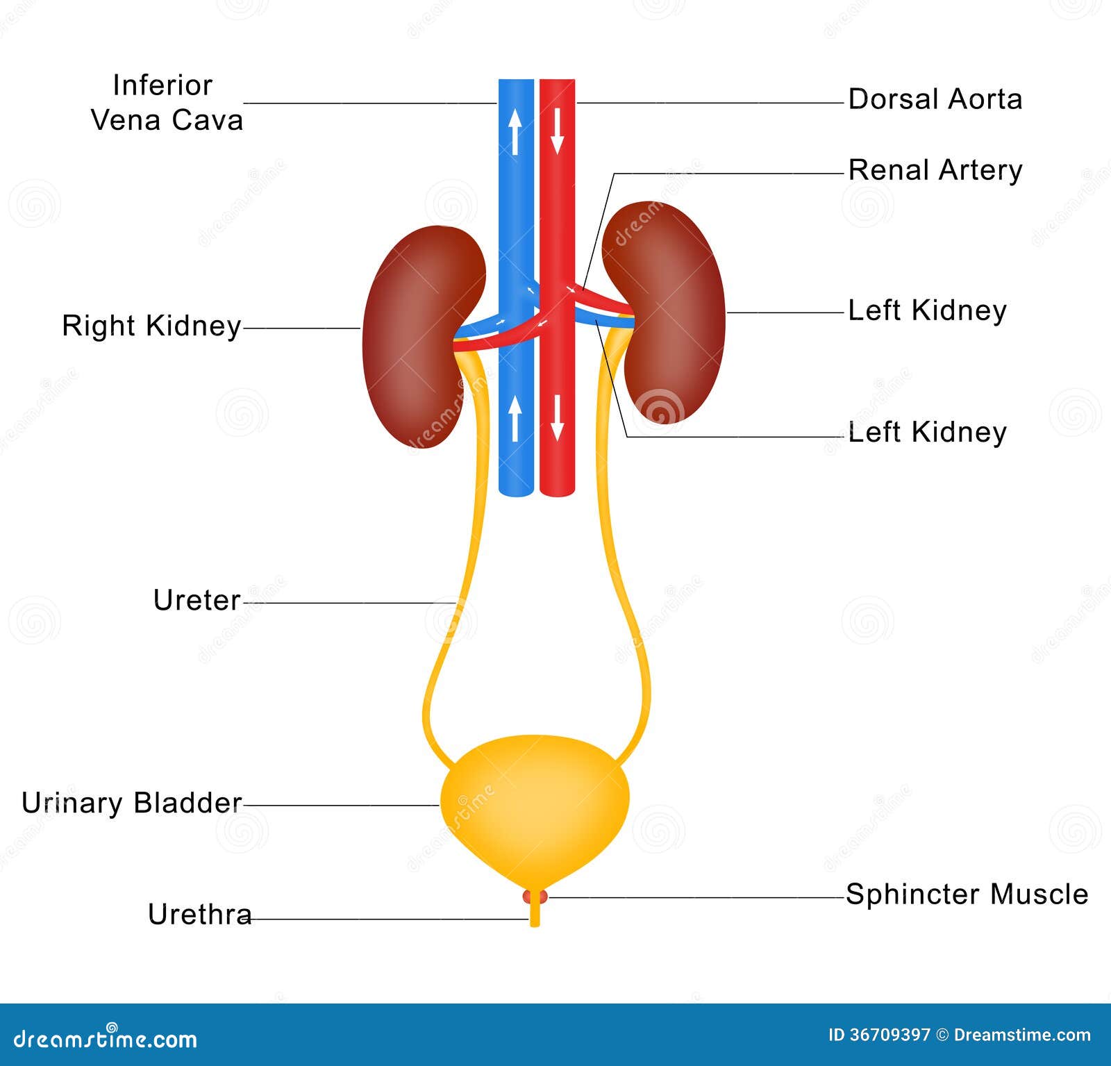 Human Urinary System stock image. Illustration of simplified - 36709397