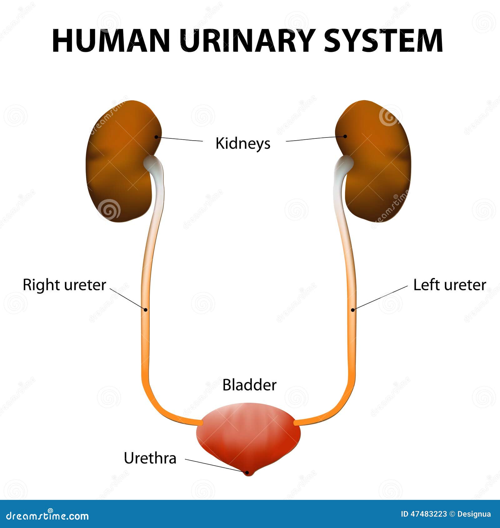 Human Urinary System Labelled Diagram Cartoon Vector | CartoonDealer