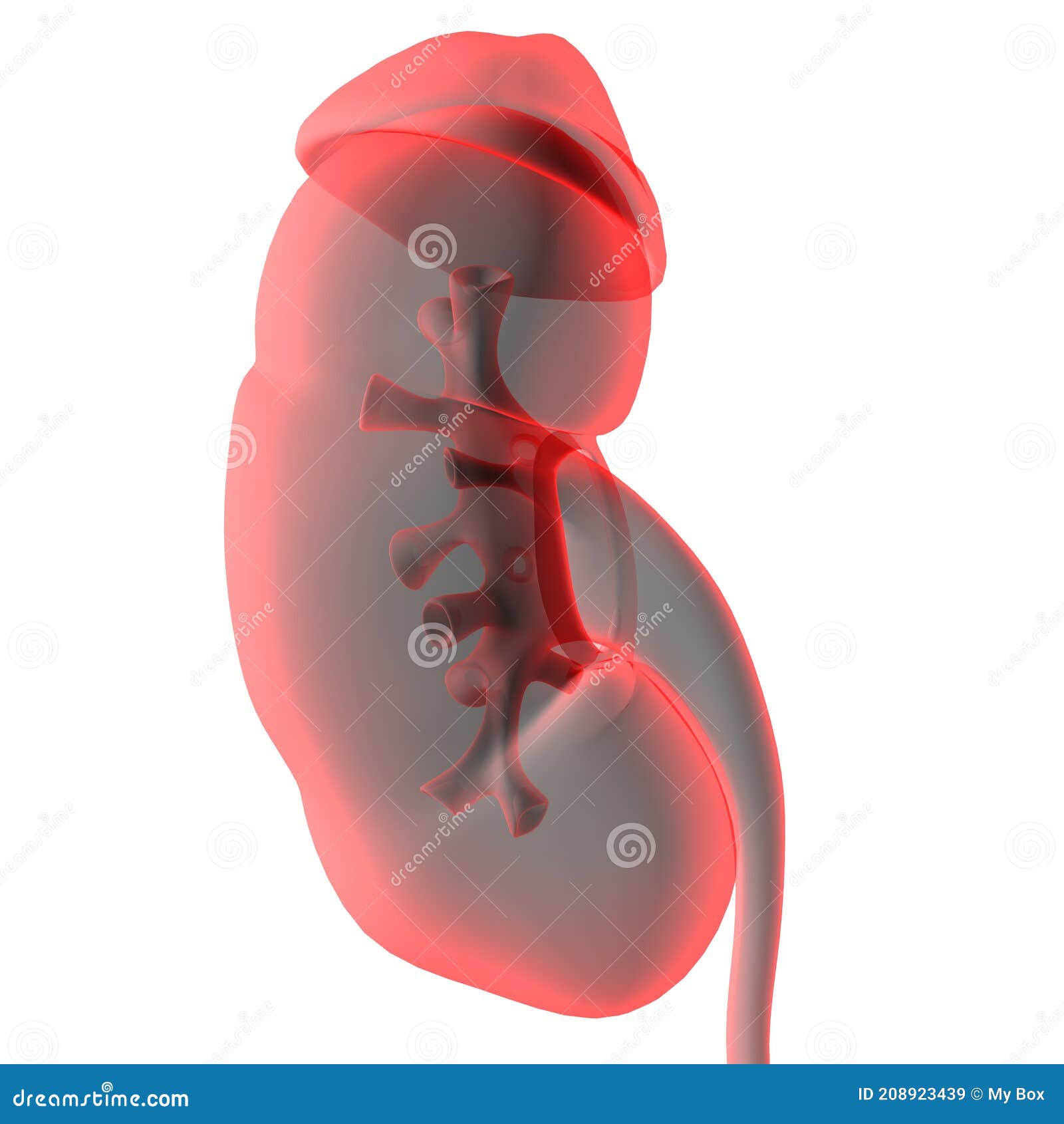 Human Urinary System Kidneys with Bladder Anatomy for Medical Concept ...