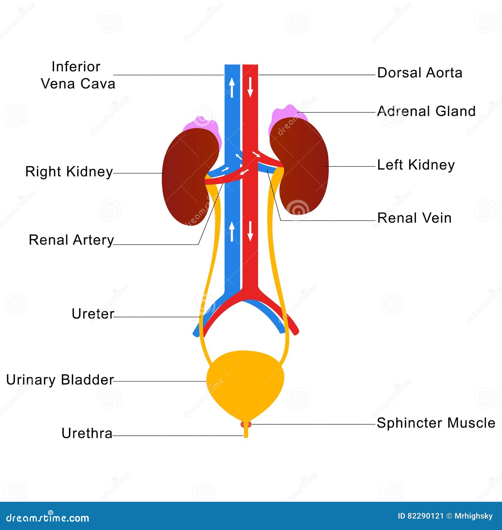 Human Urinary System Labelled Diagram Cartoon Vector | CartoonDealer
