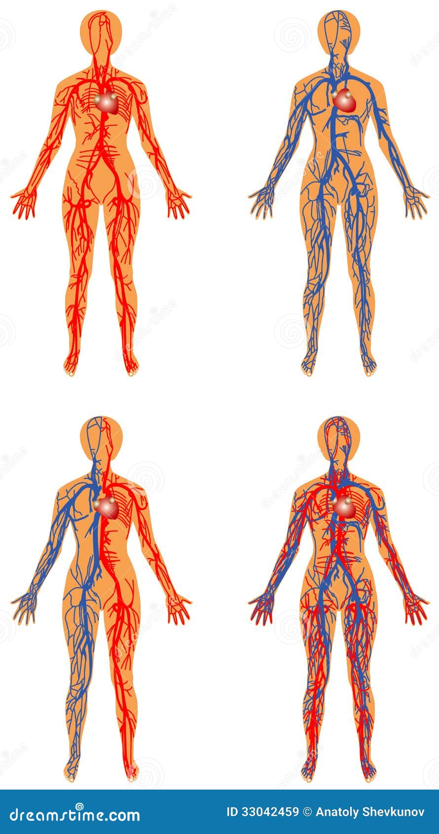 Human Vascular System Royalty Free Stock Images - Image: 33042459