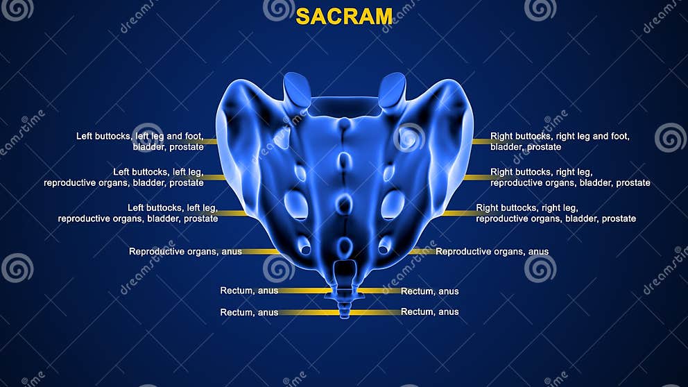 Human Vertebral Column Bone Sacrum Stock Illustration - Illustration of