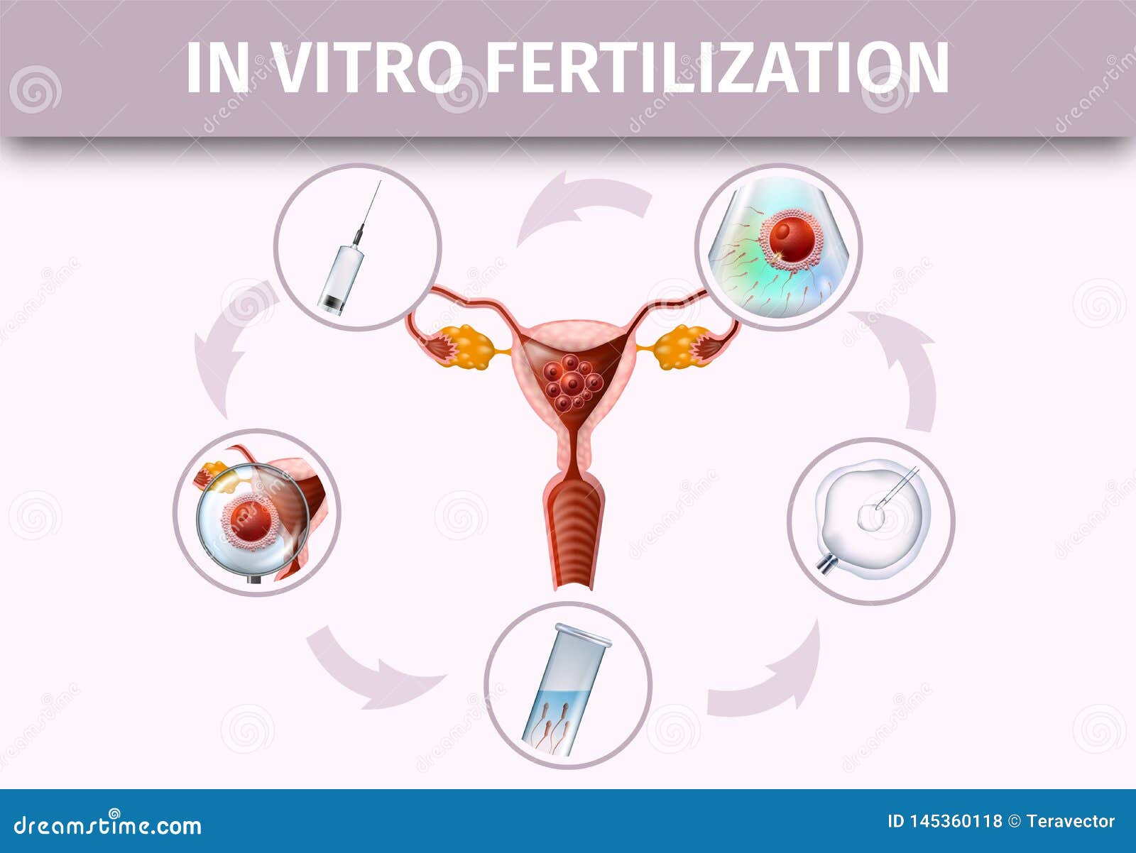 fertilized human egg