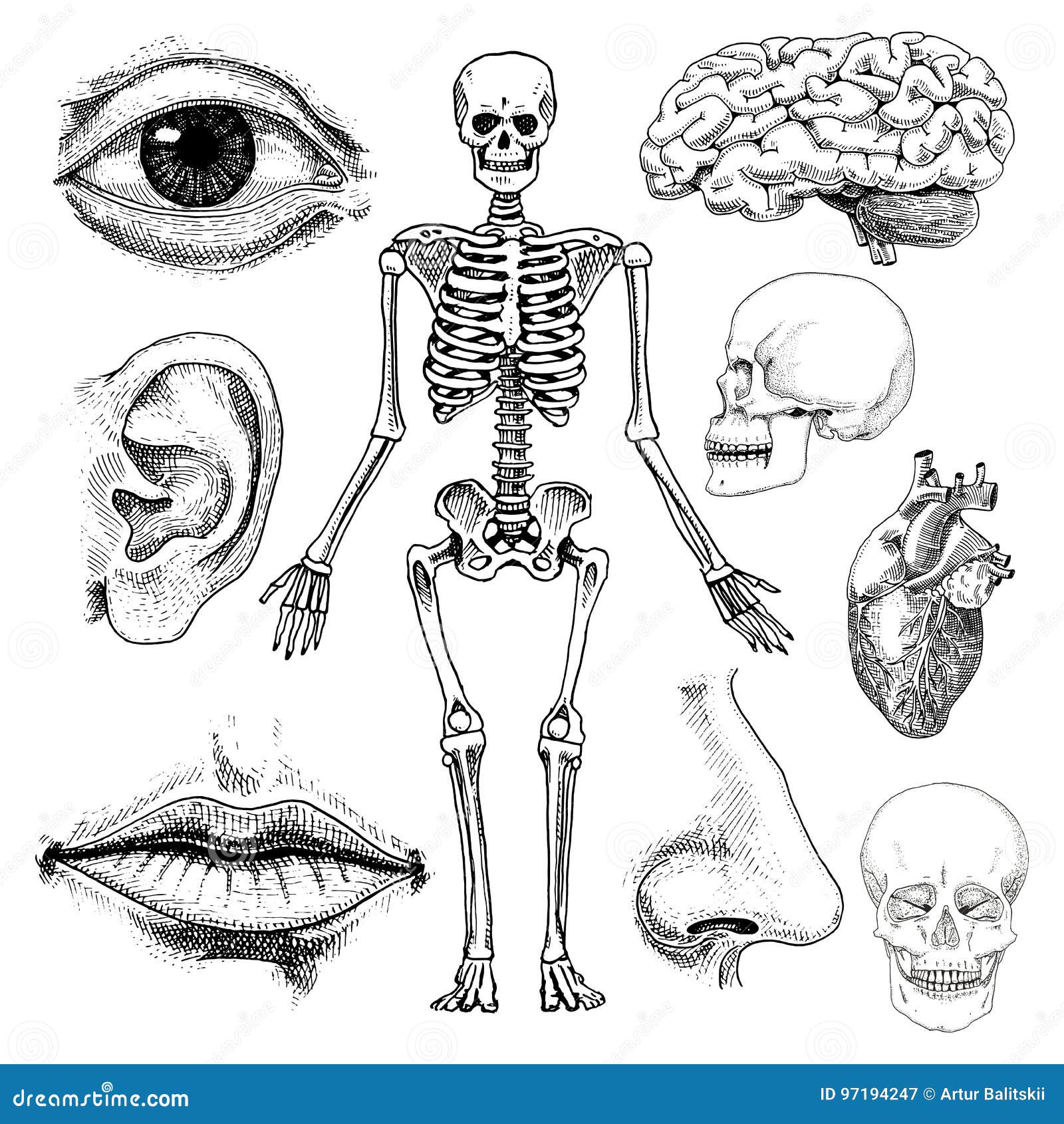 Humanbiologie Anatomieillustration Gravierte Hand Gezeichnet In Alte Skizzen Und Weinleseart Schadel Oder Skelettschattenbild Vektor Abbildung Illustration Von Leber Lungen 97194247