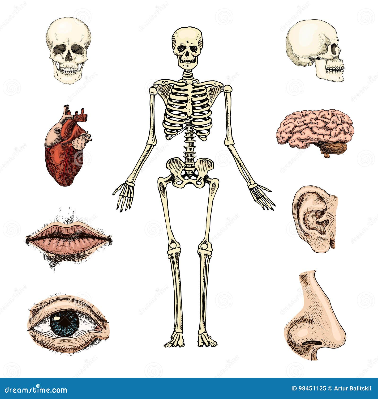 Humanbiologie Anatomieillustration Gravierte Hand Gezeichnet In Alte Skizzen Und Weinleseart Schadel Oder Skelettschattenbild Vektor Abbildung Illustration Von Auge Verdauungsfordernd 98451125