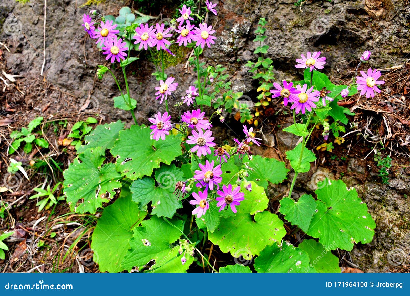 Humble Flowers from the Ditches Stock Photo Image of fascinated