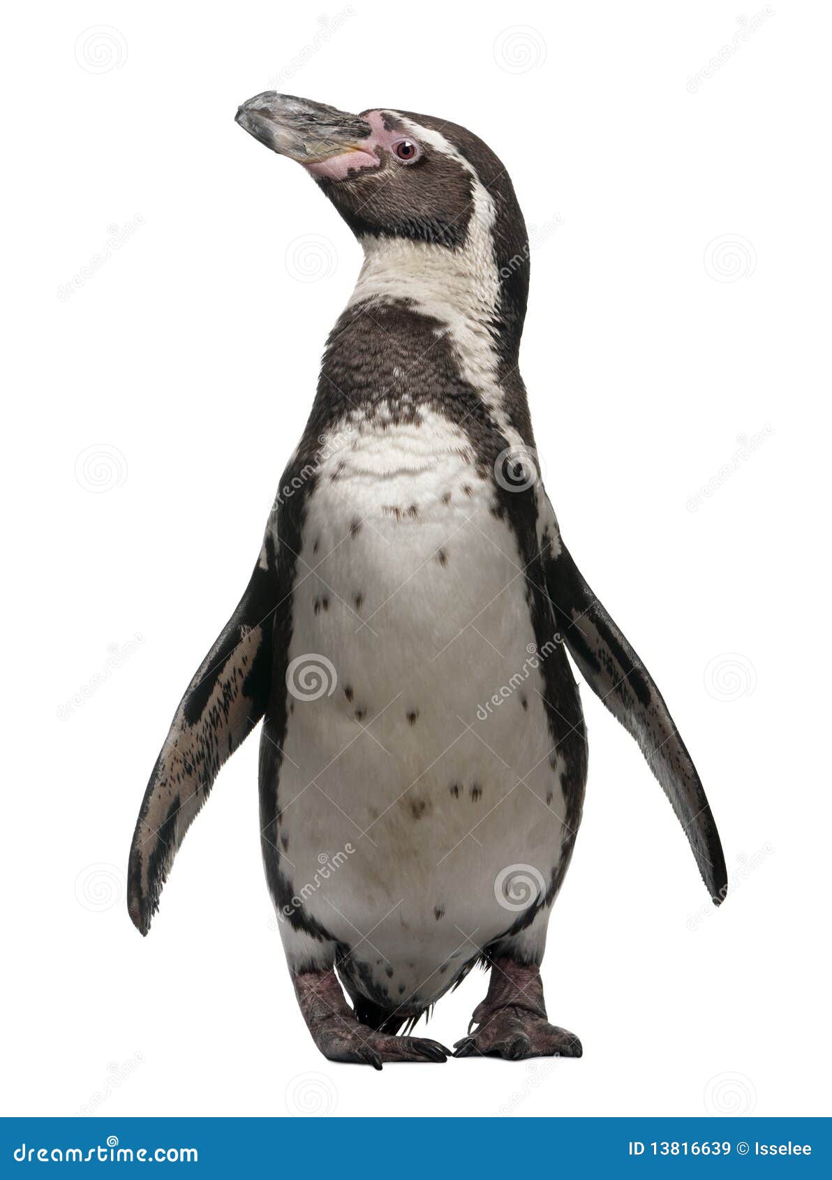 humboldt penguin, spheniscus humboldti