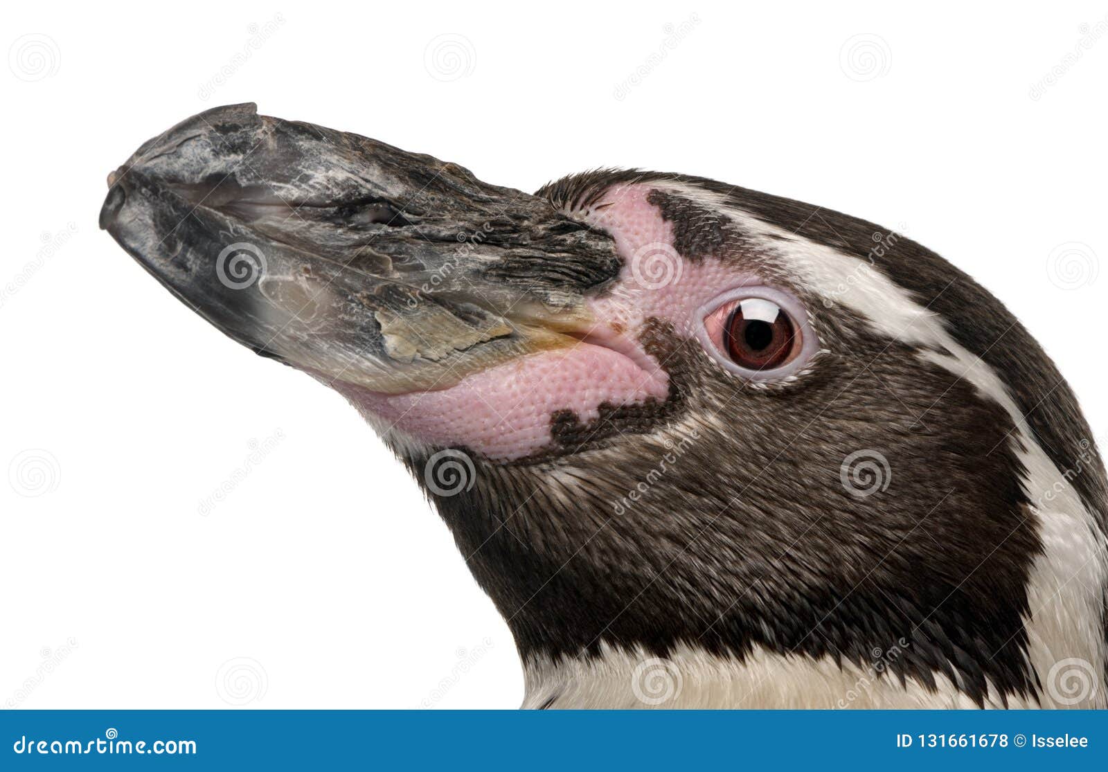 Humboldt Penguin, Spheniscus Humboldti Stock Photo - Image of isolated