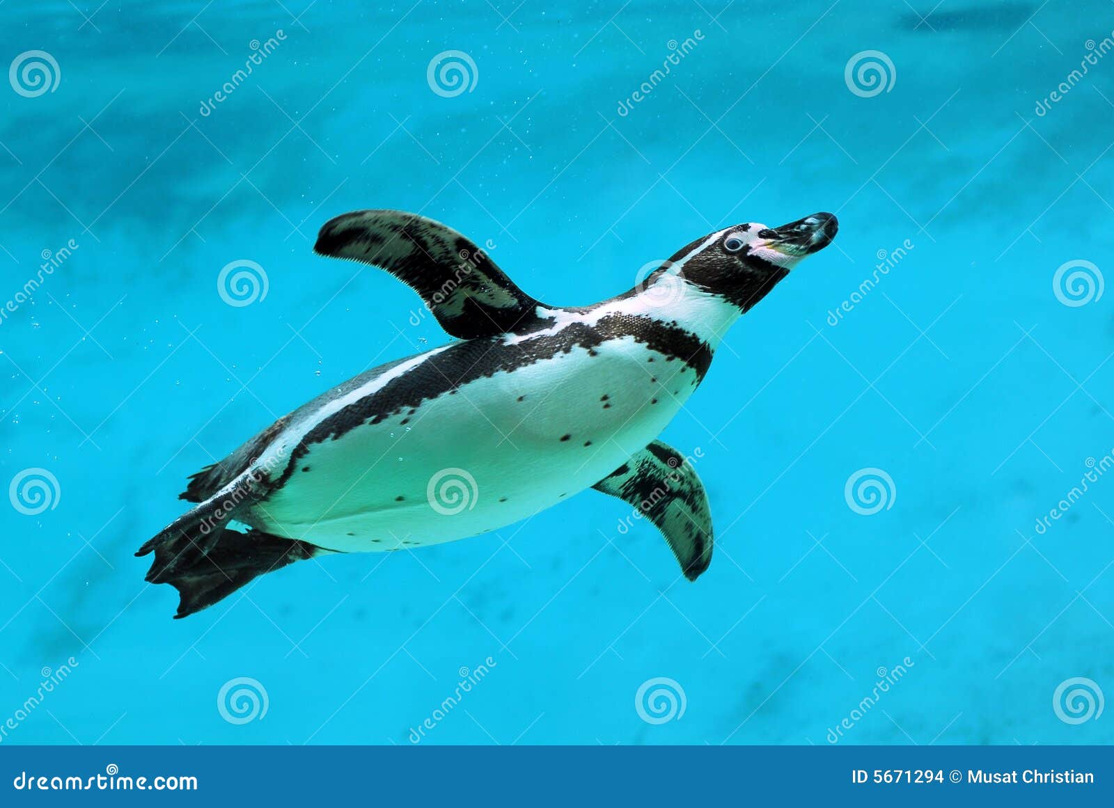 humboldt penguin under water