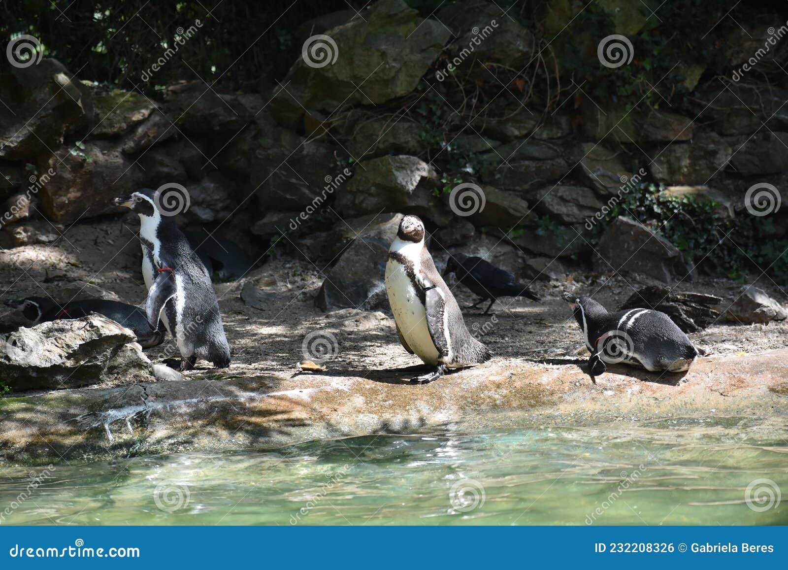 humboldt penguin, at avifauna in netherlands..