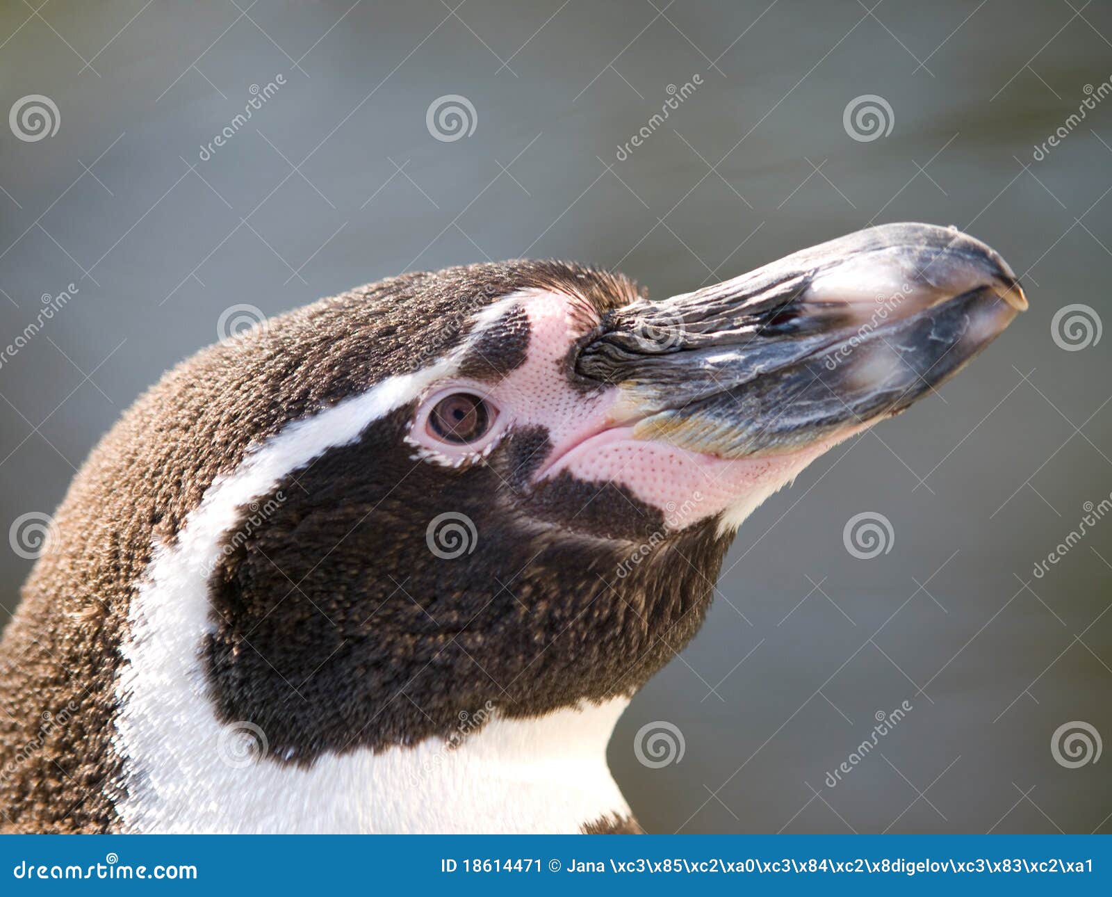 Humboltd Penguin - Spheniscus Humboldti Stock Image - Image of fanwise