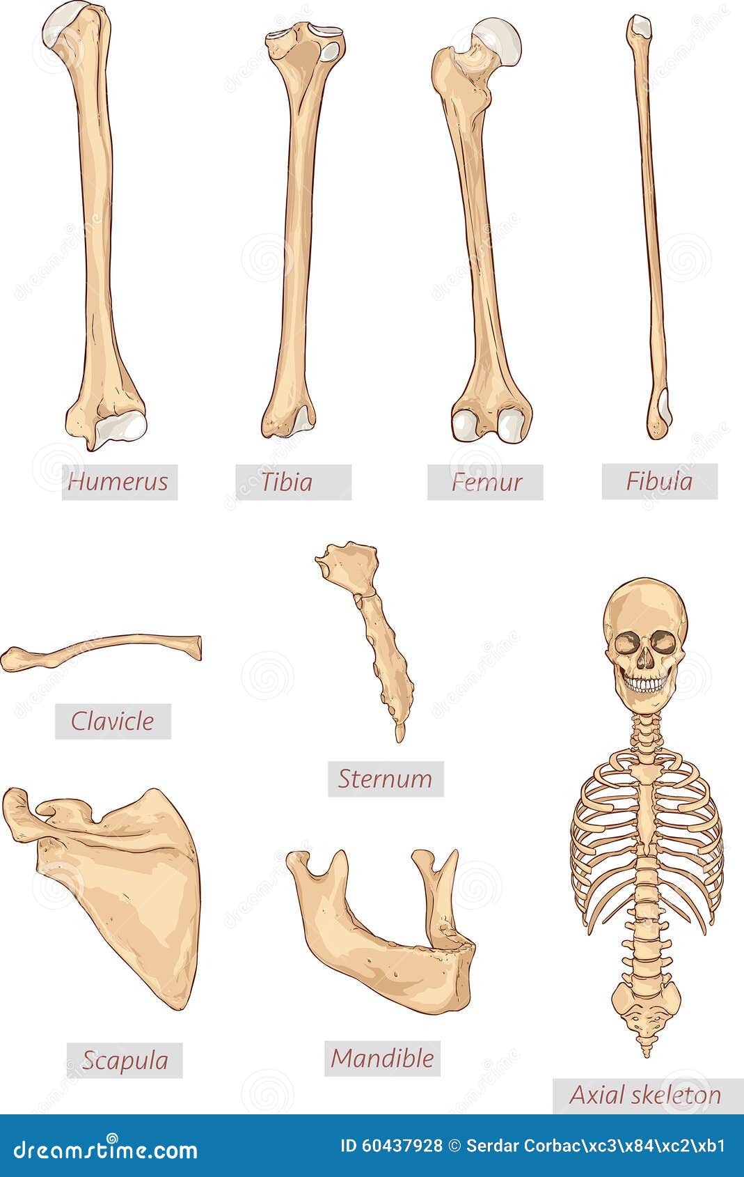 Лопатка кость человека на скелете. Кости лопатки и ключицы. Sternum Bone. Ключица скелет. Лопатка скелет.