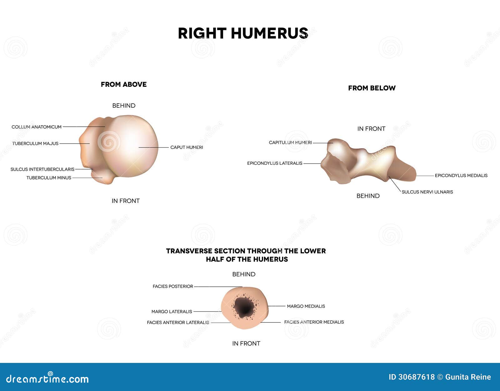 humerus- from above, below, transverse section
