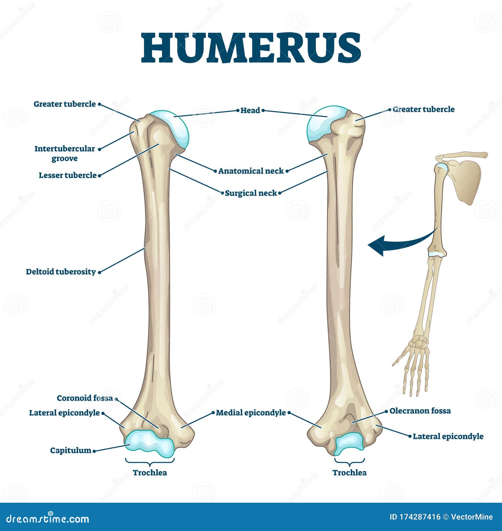 Humerus Bone Labeled Vector Illustration Diagram Stock Vector -  Illustration of orthopedics, medicine: 174287416