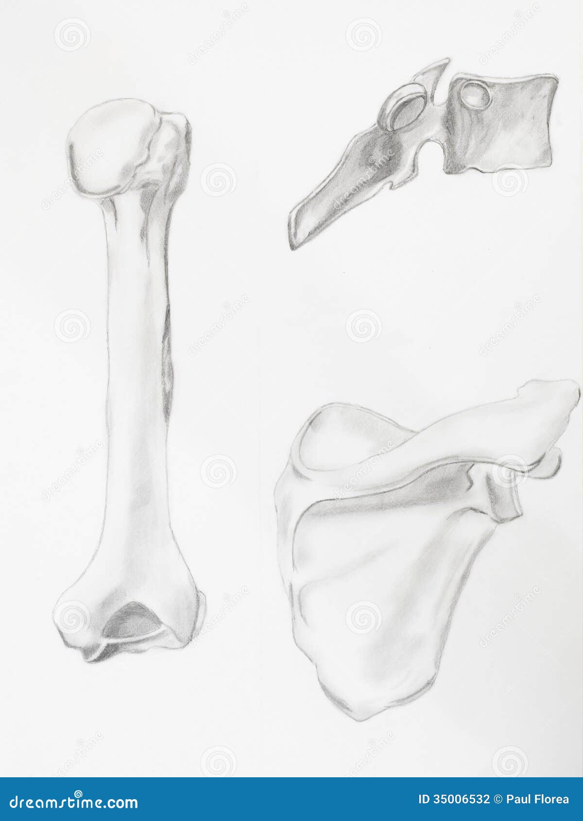 10 Best Bone drawing ideas  sketches art sketches drawings