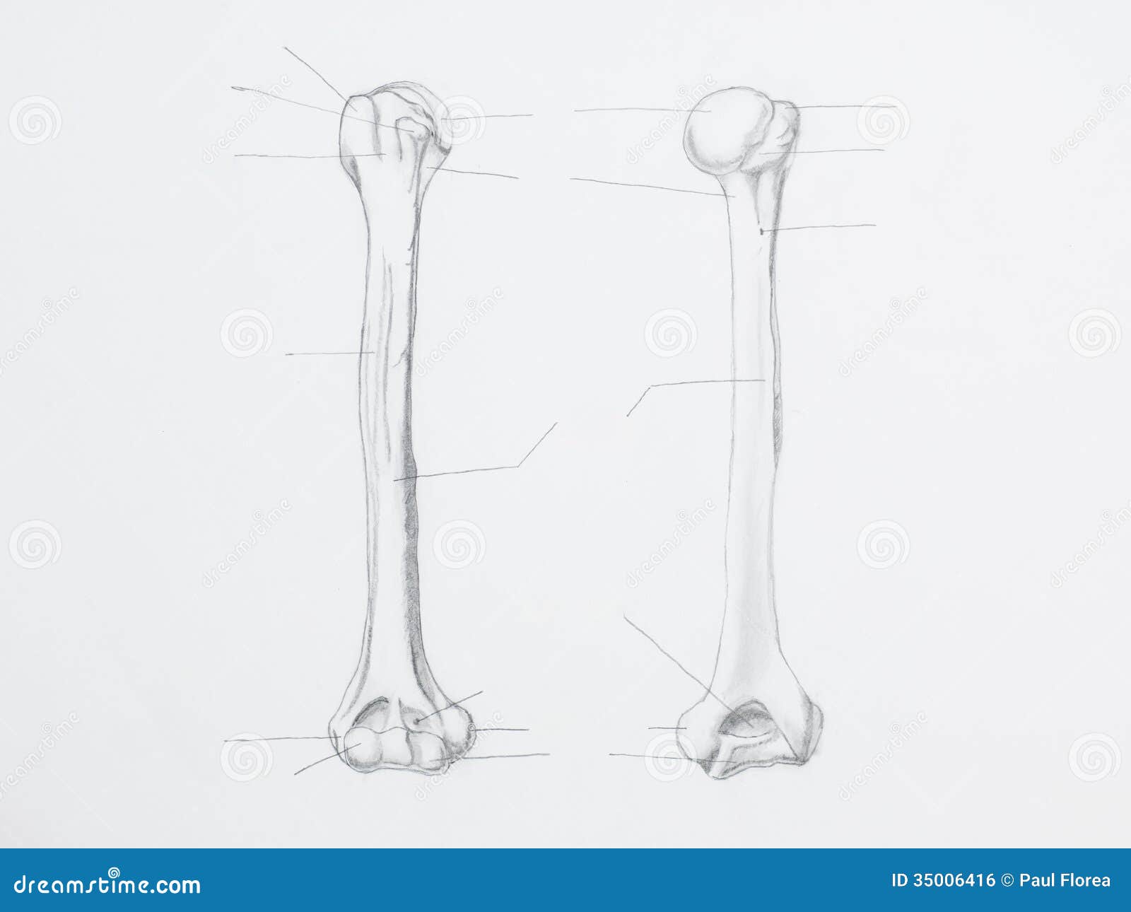 Humerus pencil drawing stock photo. Image of isolated - 35006416