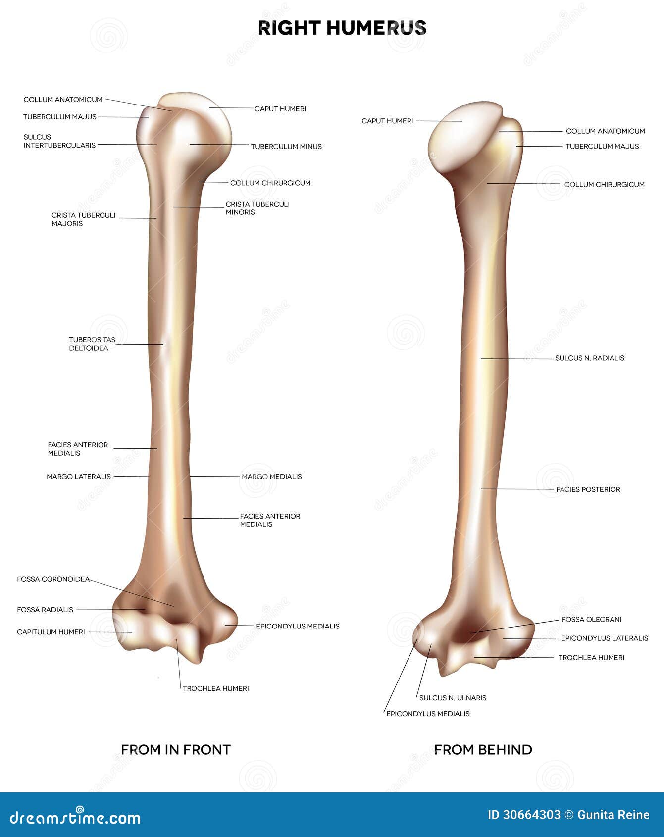 Humerus- upper arm bone stock vector. Illustration of medical - 30664303