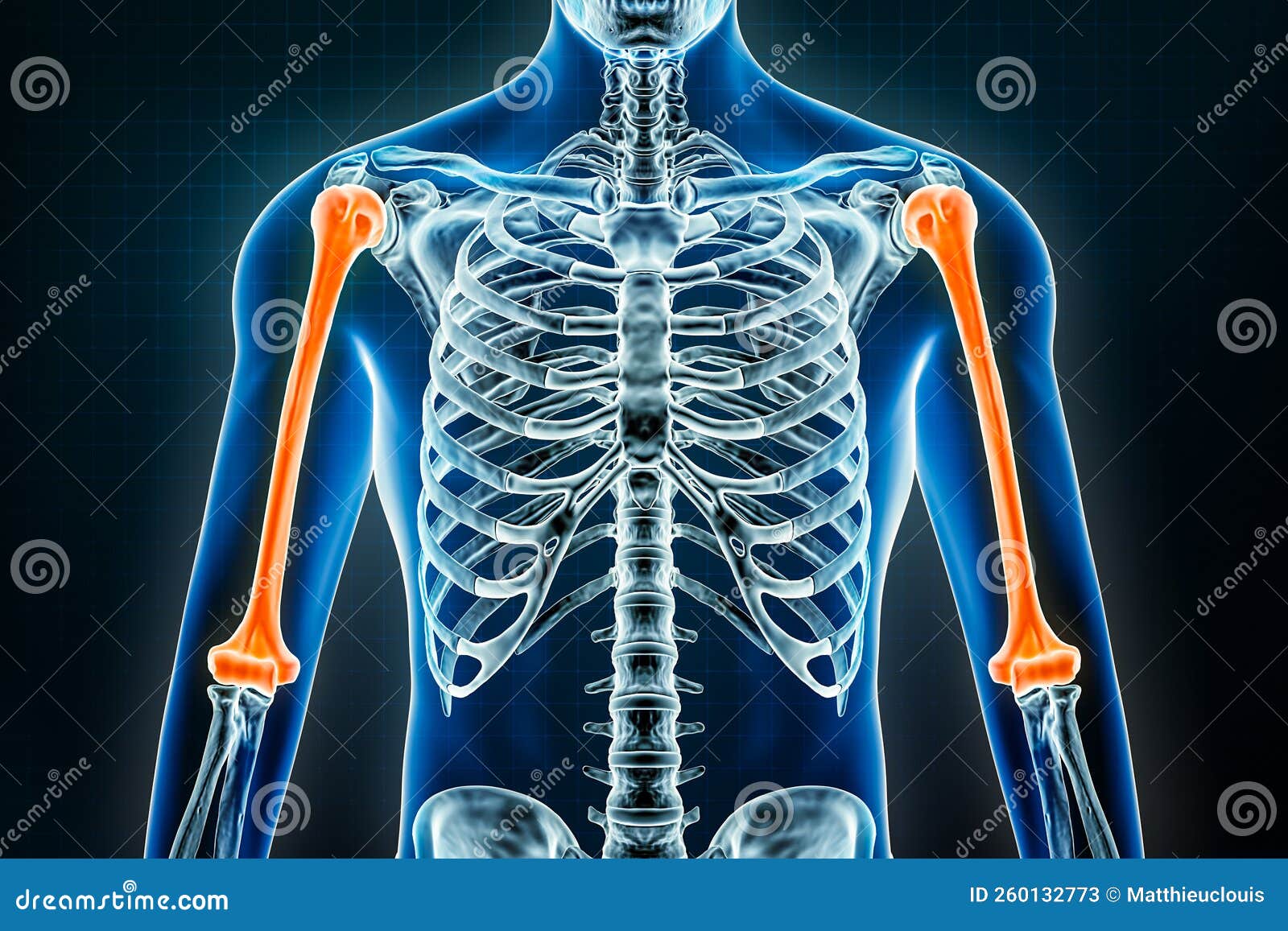 Le squelette humain en 3D – Illustrations Médicales 