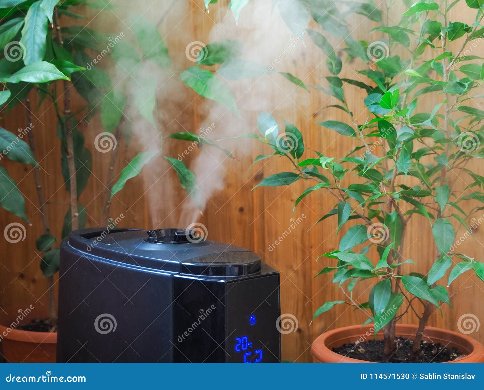 Humidification Pour La Culture Des Fleurs La Vapeur De L'humidificateur  D'air Dans La Chambre Photo stock - Image du contemporain, brouillard:  114571530