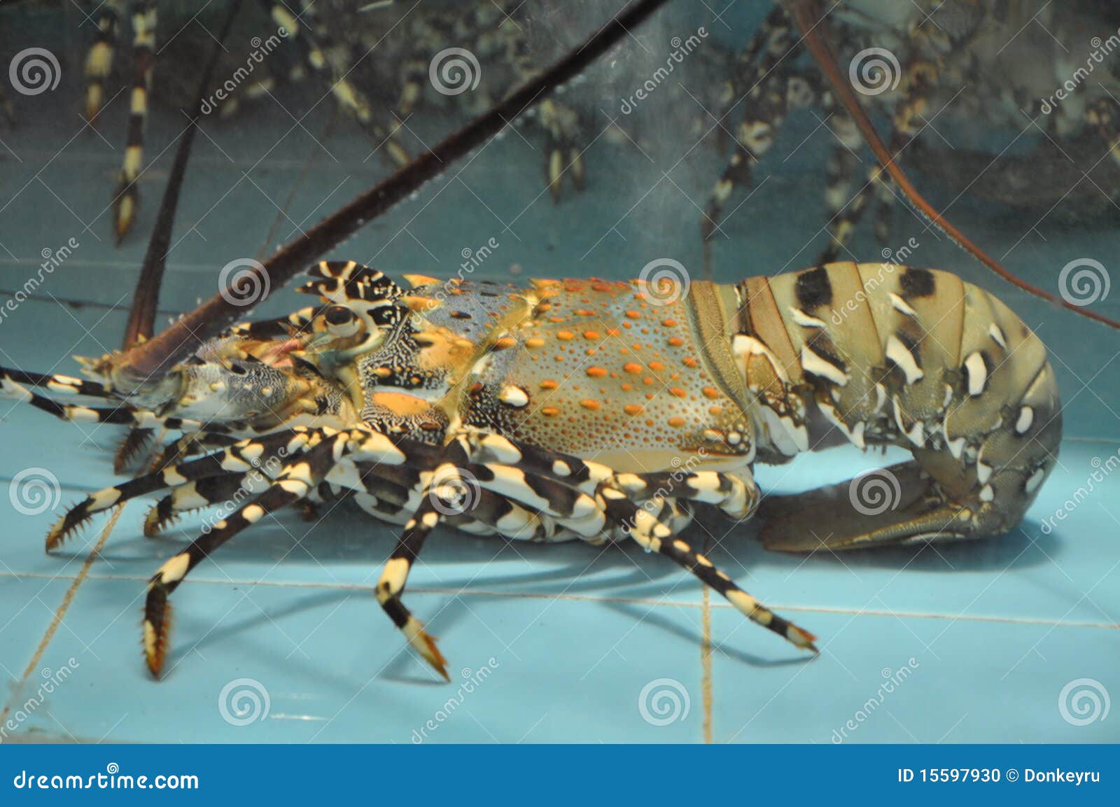 Hummer im Aquarium stockfoto. Bild von panzerkrebse, leben 15597930