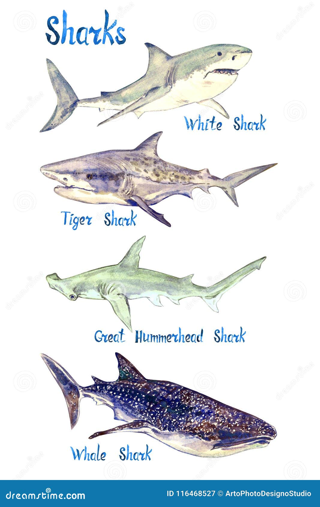 鲨鱼种类套装：大白鲨、虎鲨、大锤头鲨和鲸鲨，在白色背景下隔离库存例证- 插画包括有双髻鲛, 本质: 116468527