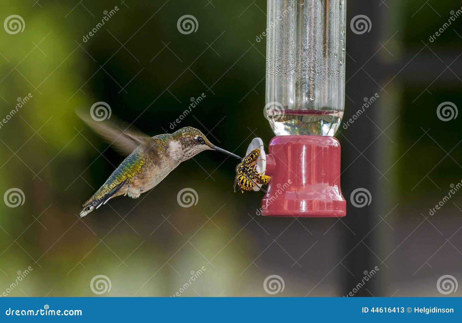 Humming Bird and Yellow Jacket Stock Image Image of floral, flying