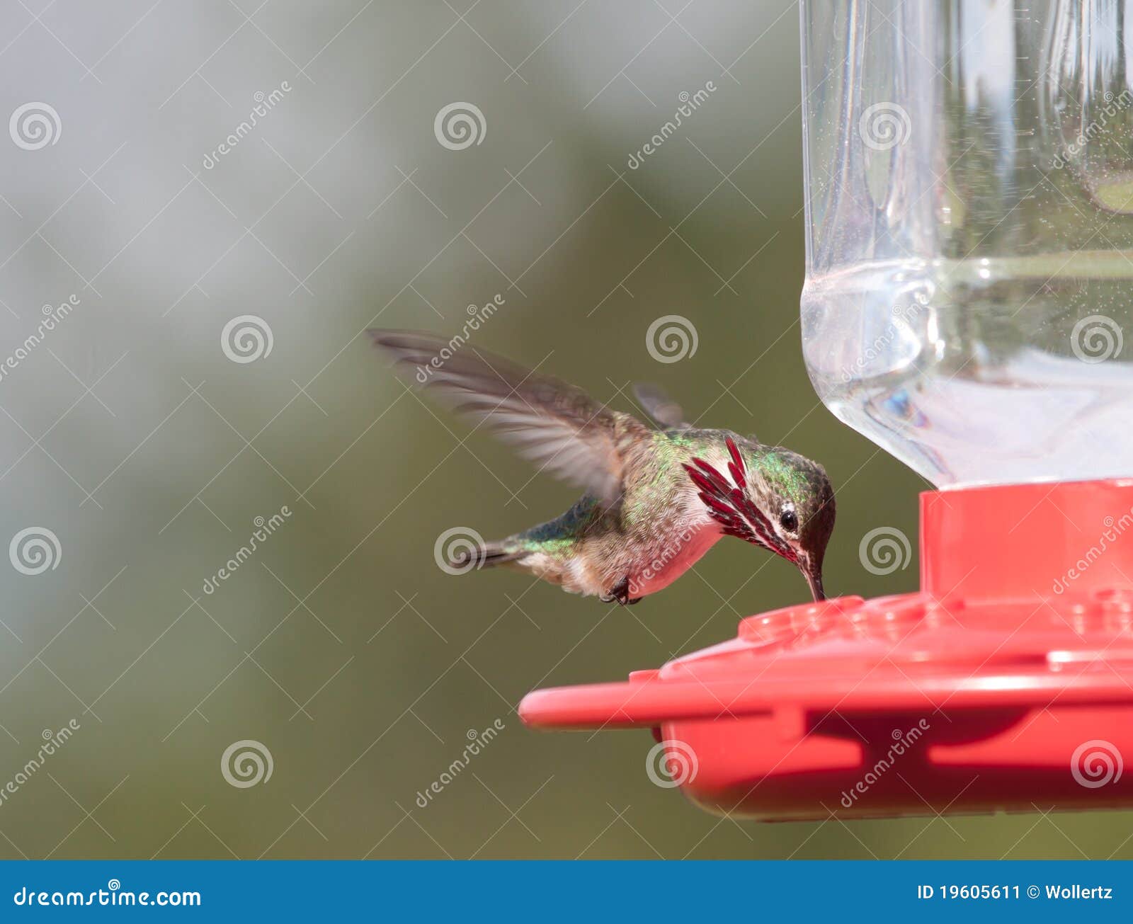 The Humming Birds , Colibris Seen On Martinique Island. Stock
