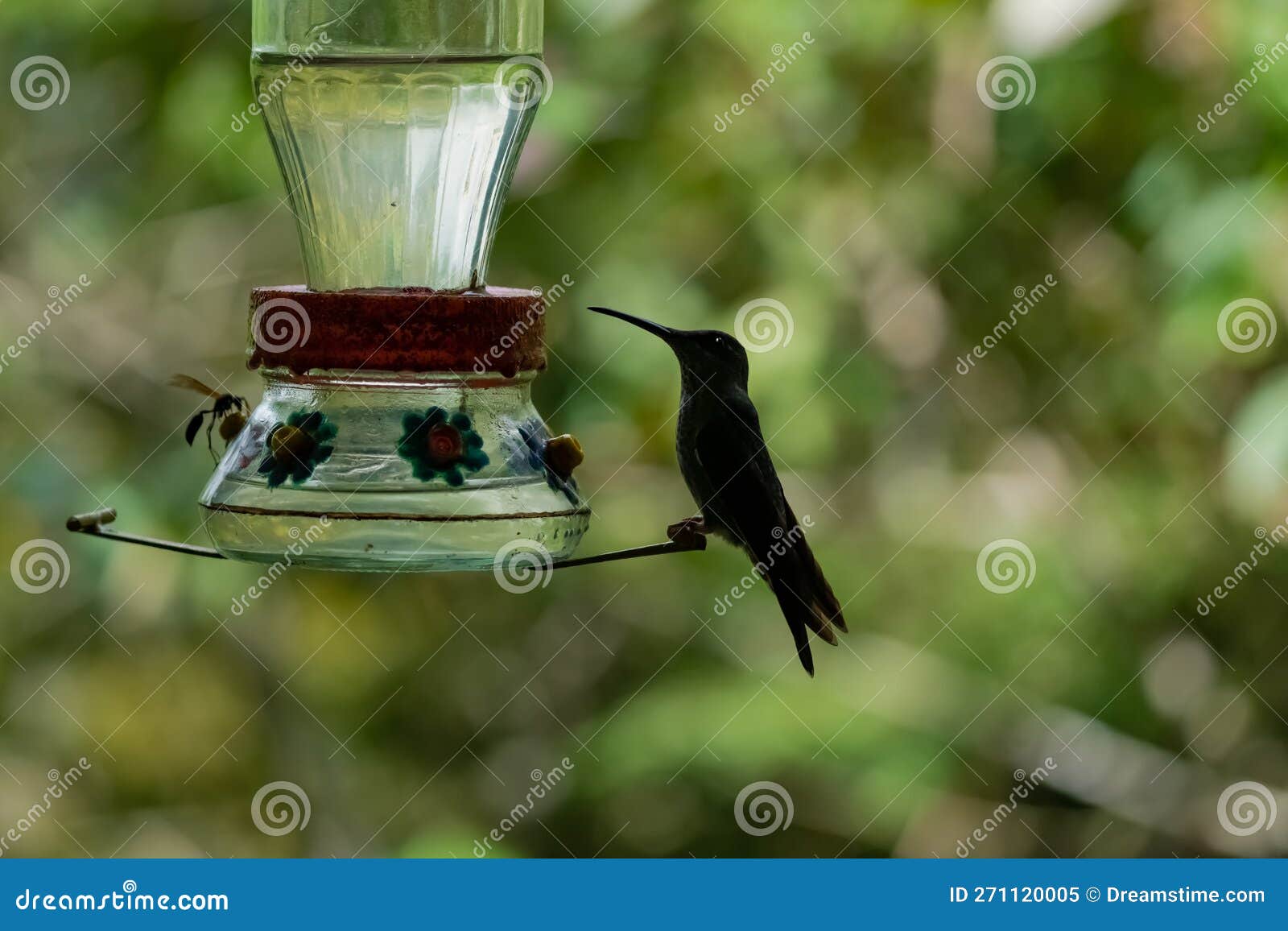 hummingbird also known as sparkling violetear or colibri oreja violeta drinking sugar water from feeder