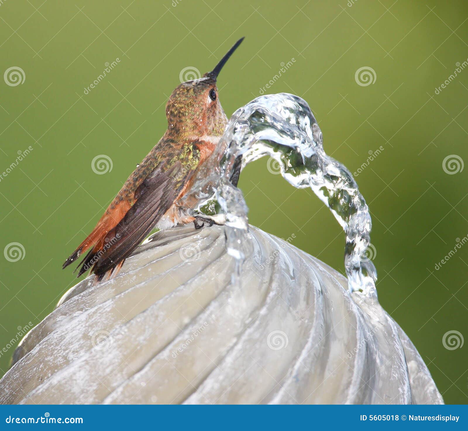 Hummingbird bathing stock photo. Image of wild, feathers 5605018