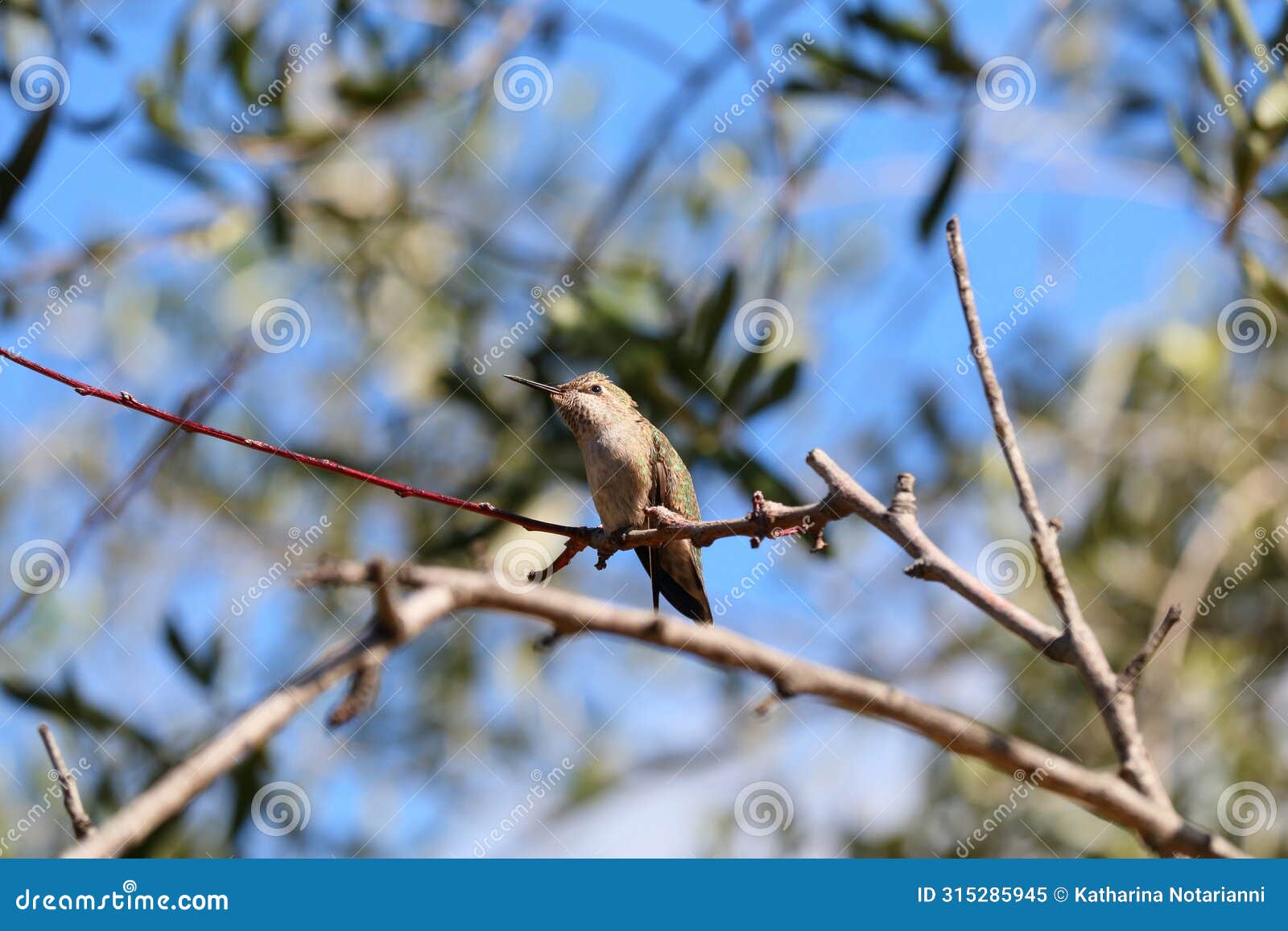 california wildlife series - anna hummingbird - calypte anna