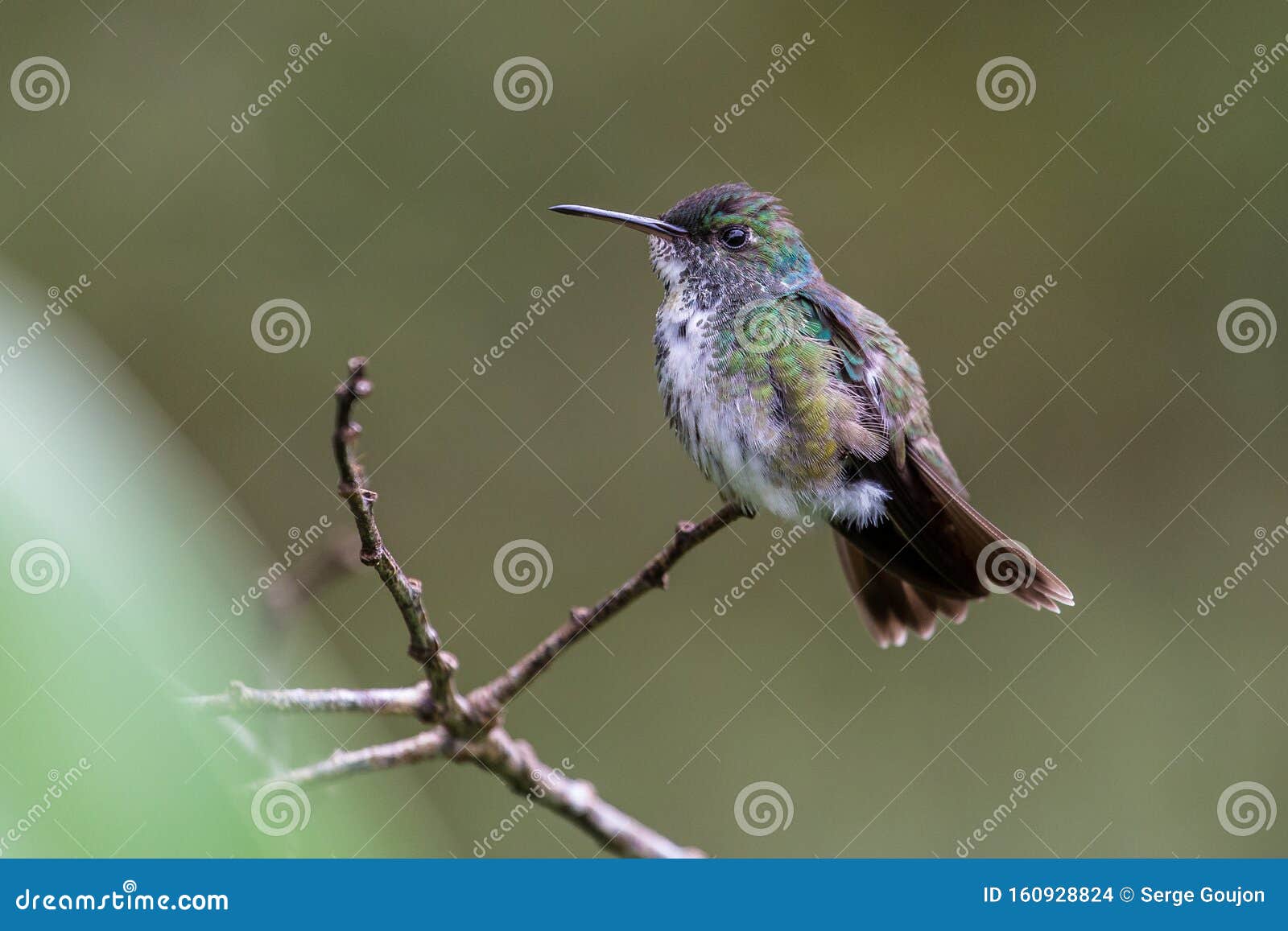 hummingbird on a branch in the rainforest of the mata atlantica, brazil