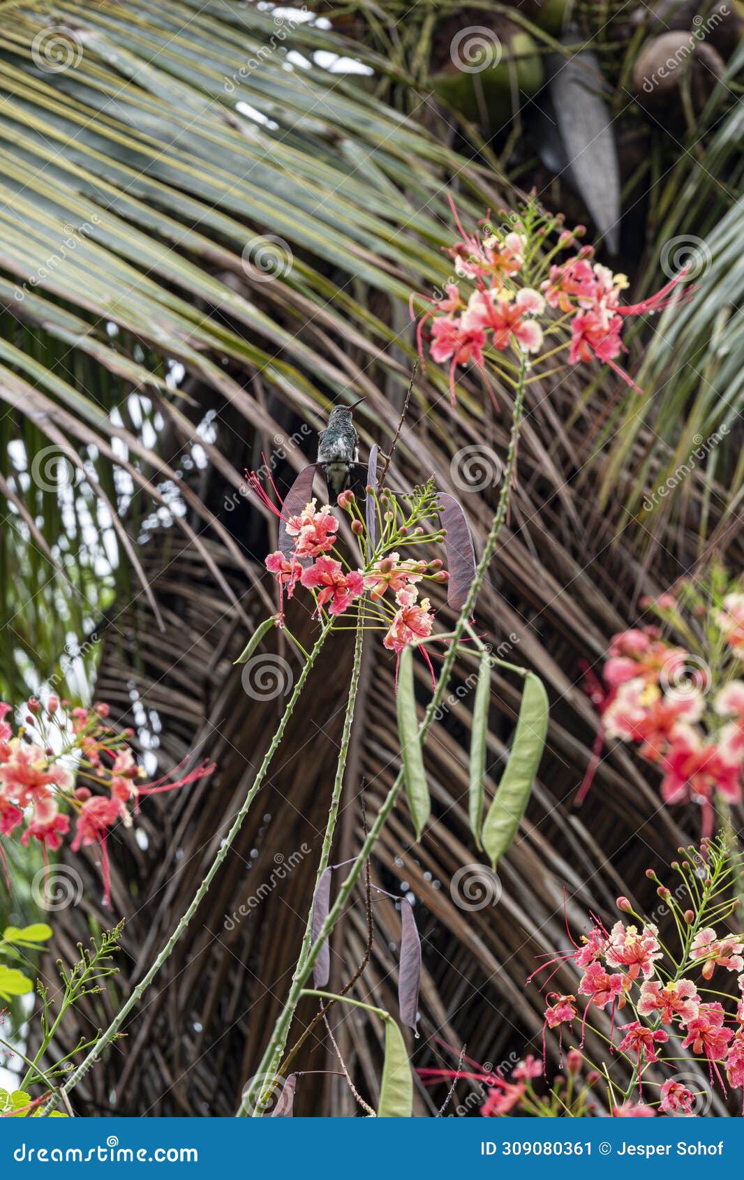 hummingbird in brazil