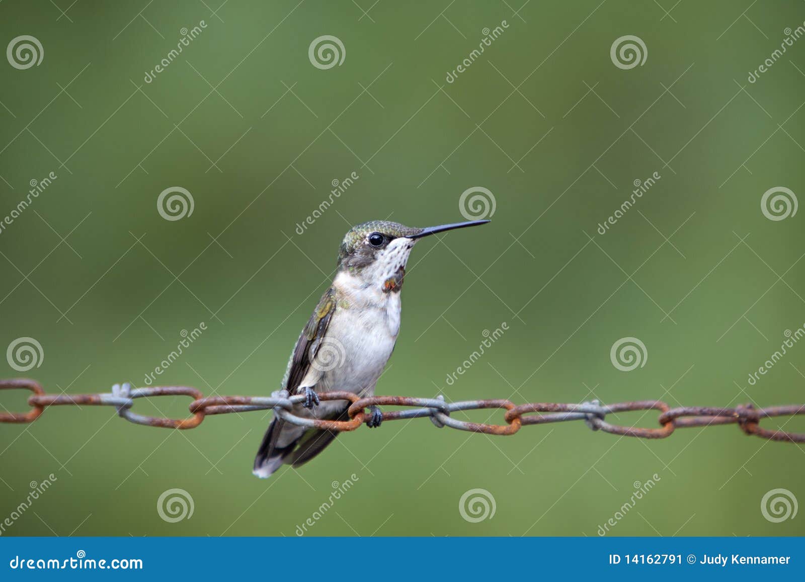 Hummingbird on chain stock image. Image of feathers, ruby 14162791