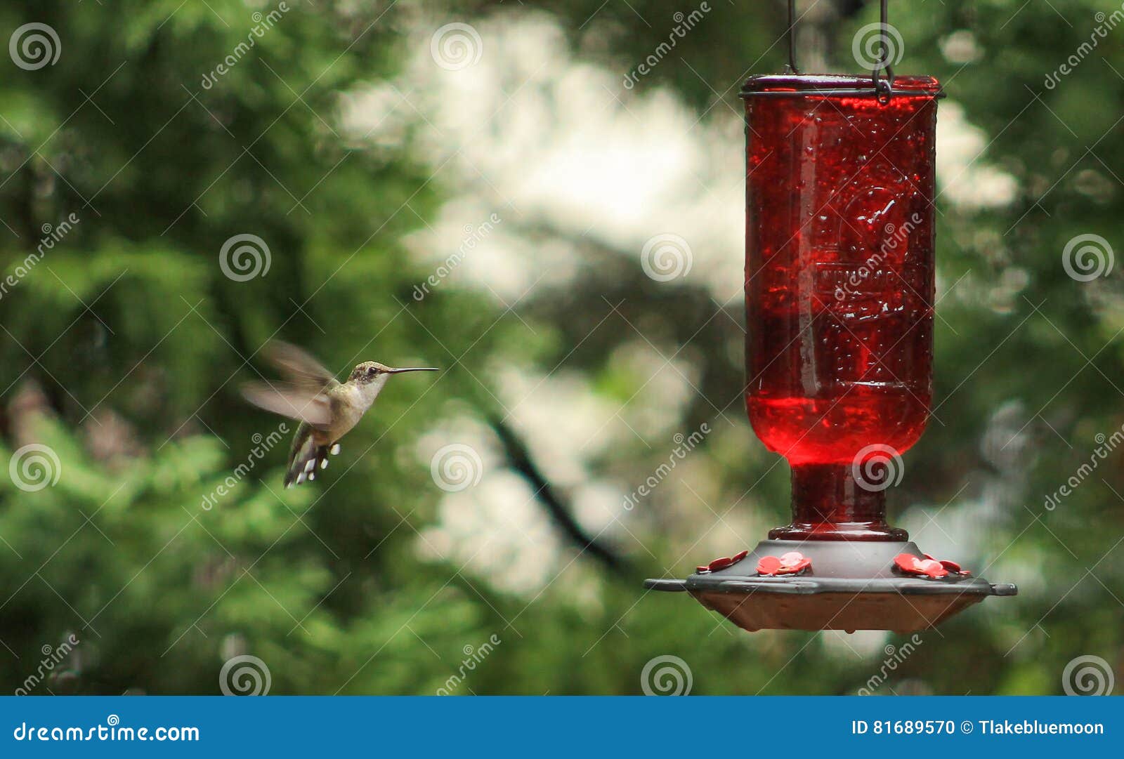 Hummingbird Coming in stock photo. Image of garden, feeder 81689570