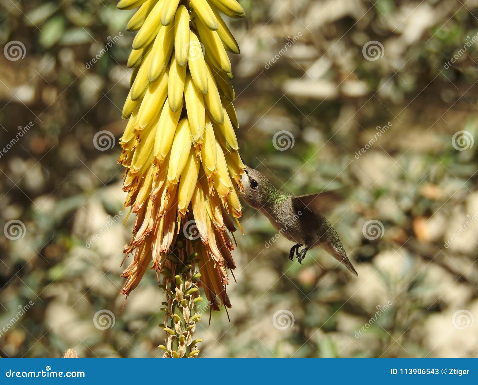 Hummingbird Drinking from Aloe Flowers Stock Image Image of nature, nectar 113906543