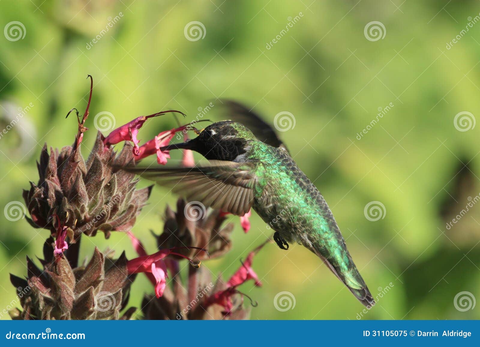 Hummingbird Drinking from Flower Stock Image Image of beak, drinking
