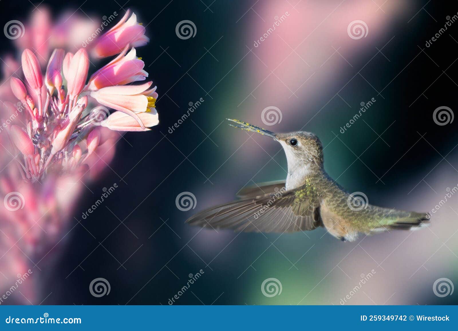 Hummingbird Drinking a Water from a Purple Flower Stock Photo Image
