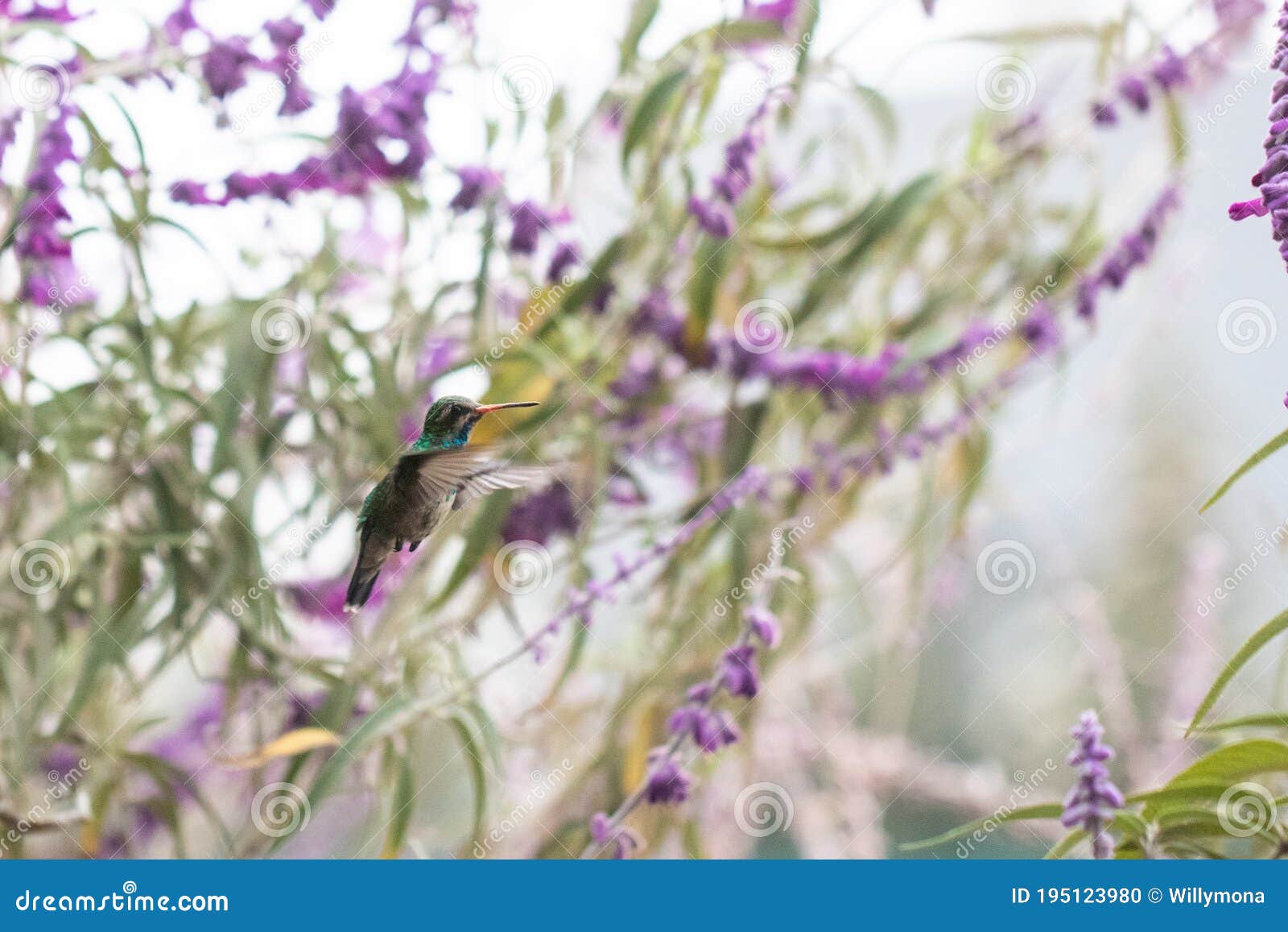 Hummingbird eating nectar stock photo. Image of flower 195123980