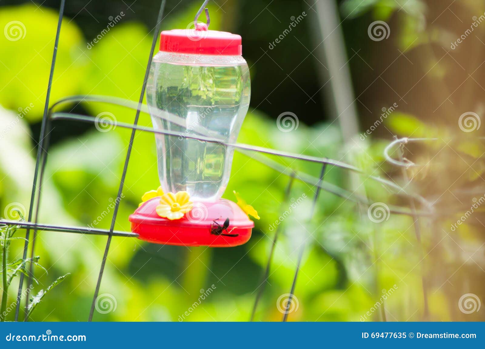 Hummingbird Feeder with Wasp Stock Image Image of color, yellow 69477635