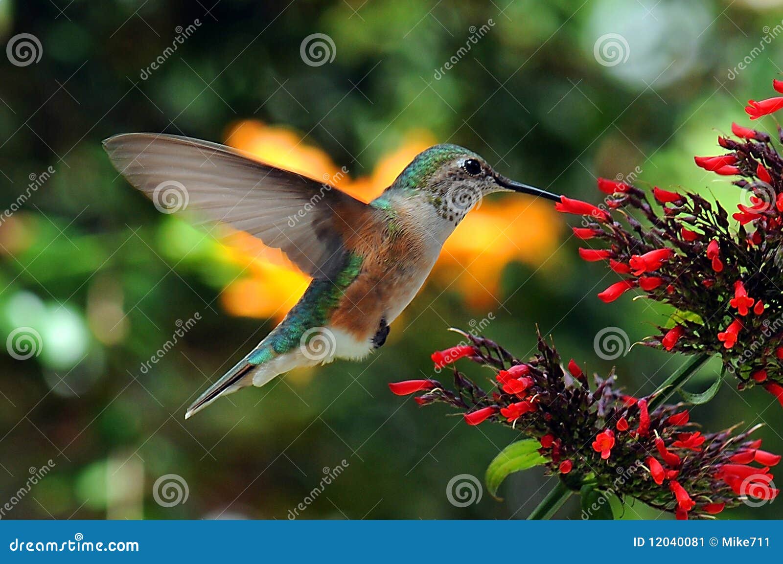 Hummingbird Feeding stock image. Image of flowers, tropical 12040081