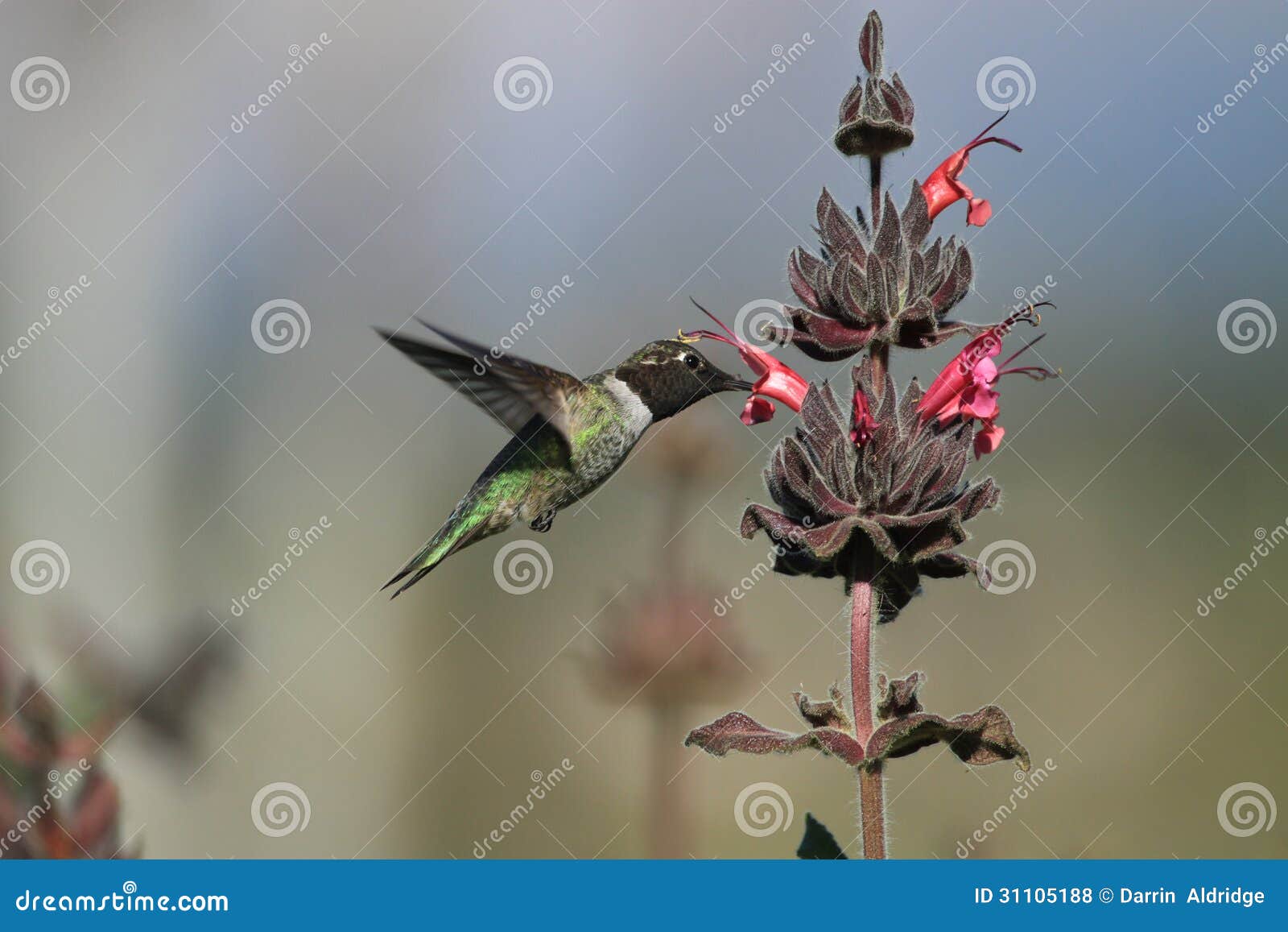 Hummingbird Feeding on Flower Stock Photo Biology Diagrams