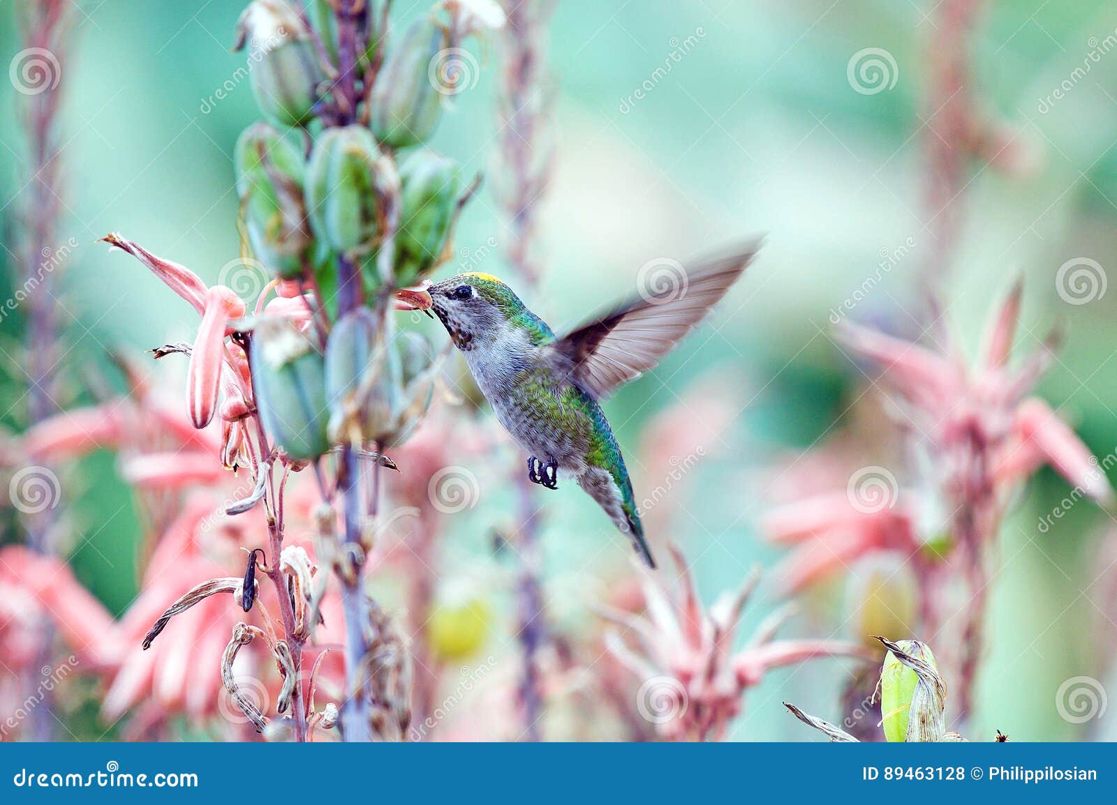 Hummingbird Feeding on Nectar Stock Photo Image of foods, feathers