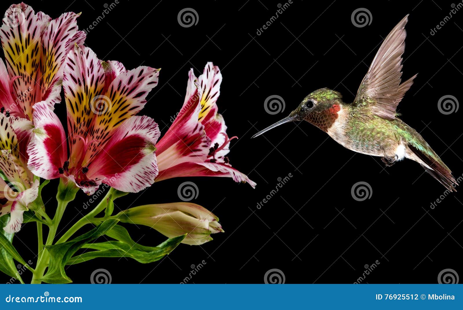 Hummingbird Feeding from Pink Flower Stock Photo Biology Diagrams
