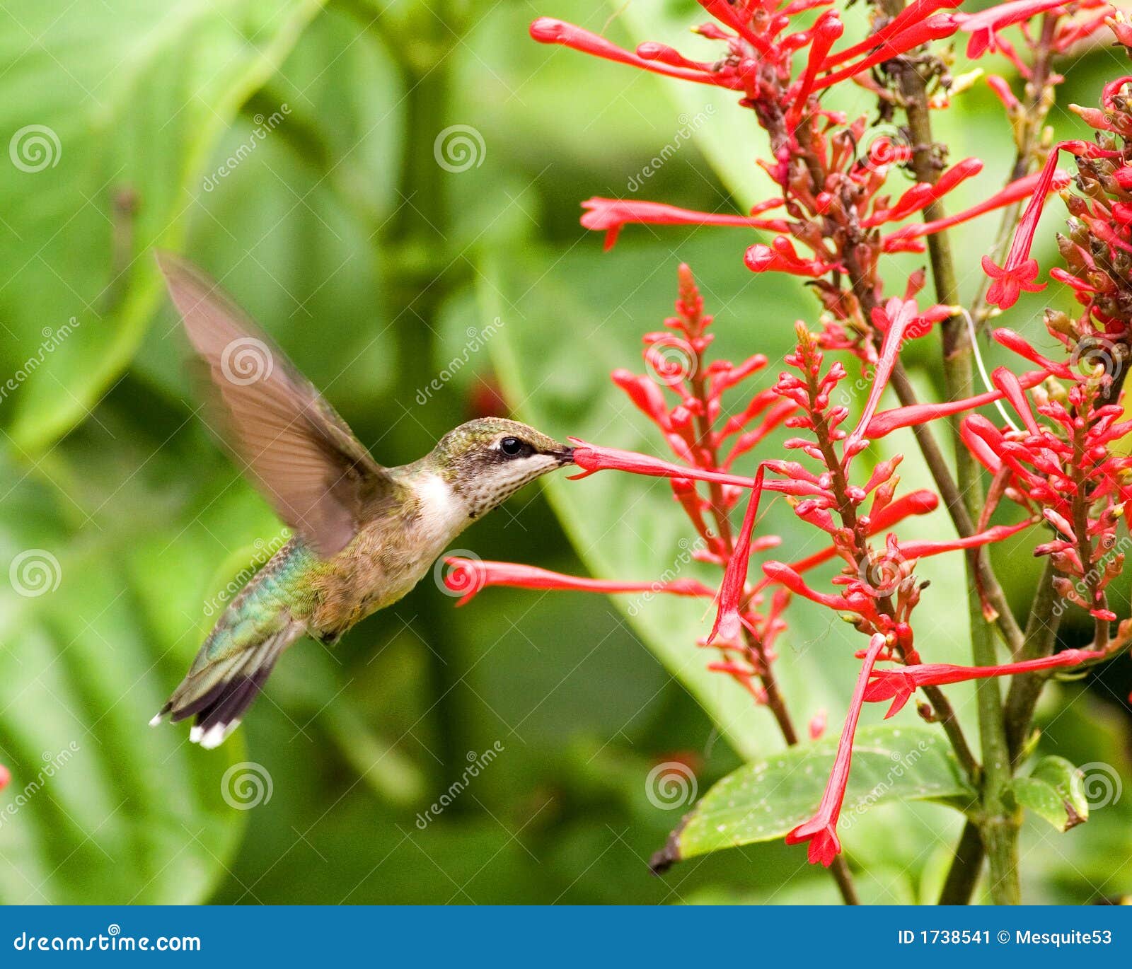 Hummingbird Feeding on a Red Buckeye Stock Image Image of gardening