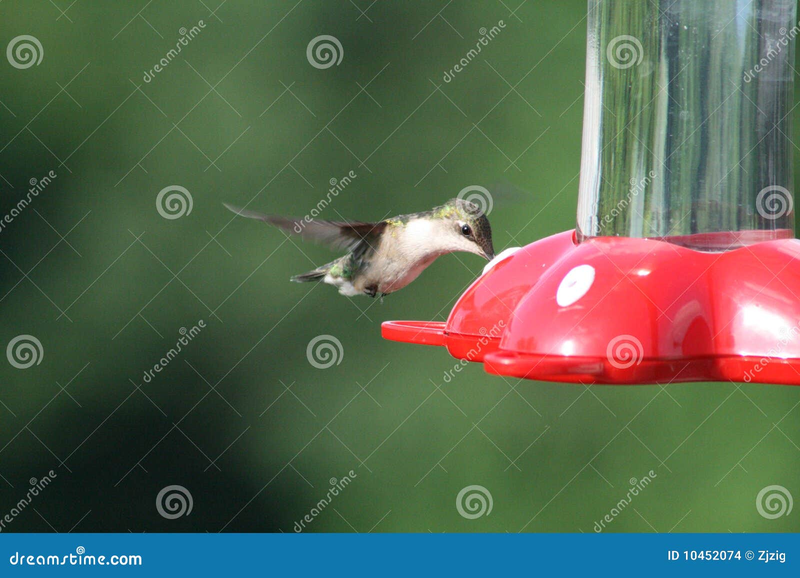 Hummingbird Feeding Time stock photo. Image of flying 10452074